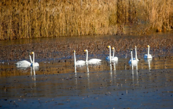 冬日精靈出沒山東！又是一年候鳥季，畫面美翻了！