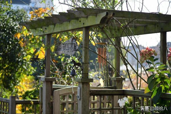 冬日裡依舊盛開的大花繡球，白色天使 | 園丁