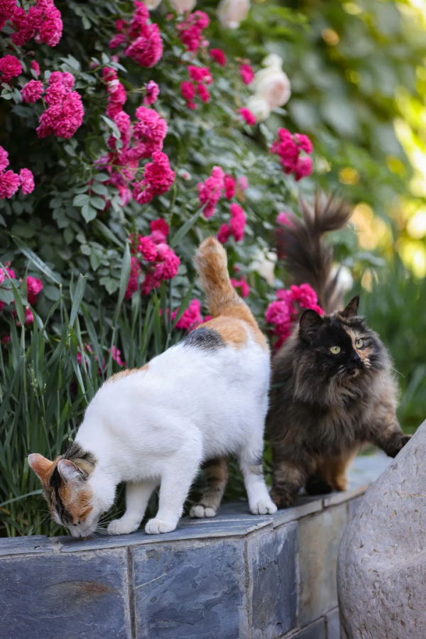 我像風一樣自由 我像風一樣自由