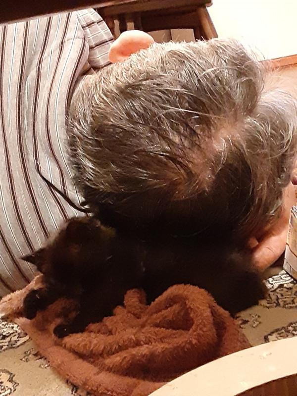 日本老爺爺救回一隻被烏鴉攻擊的小黑貓，擼貓半年人都變年輕了