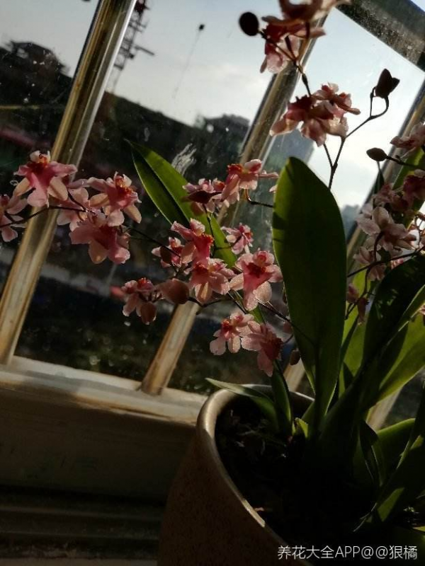 秋冬養盆“夢香蘭”，花開一串滿屋飄香，關鍵還耐陰