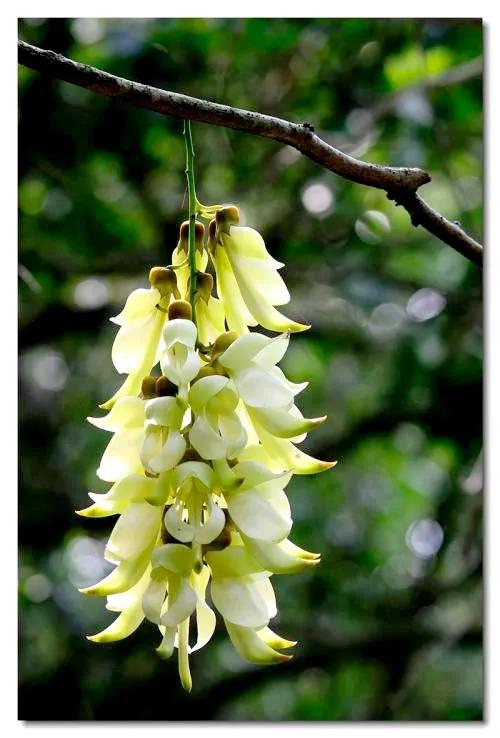 像鳥兒一樣靈動的禾雀花