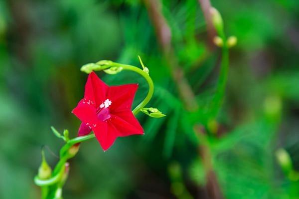 100種常見花卉的播種栽培大全,送給愛養花的你 100種常見花卉的播種栽培大全,送給愛養花的你