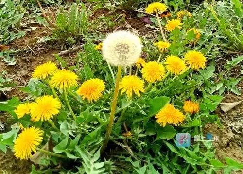 一個全身都是寶的神奇植物，你能說出它的幾種吃法？