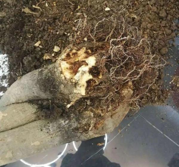 注意!花盆要是太深,養花要注意,很容易爛根 注意!花盆要是太深,養花要注意,很容易爛根