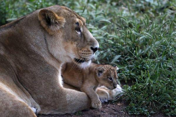 伊朗動物園一母獅開啟圍欄門咬死飼養員，帶著公獅在動物園裡閒逛