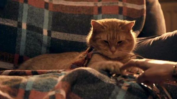 家裡有貓和沒貓有什麼區別? 家裡有貓和沒貓有什麼區別?