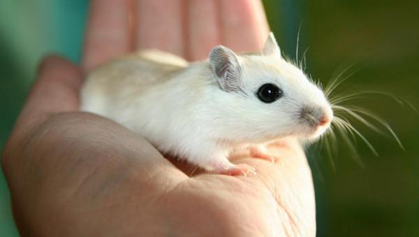 美國的間諜衛星有多高畫質？曾威懾伊朗，中國卻拿得出反制手段