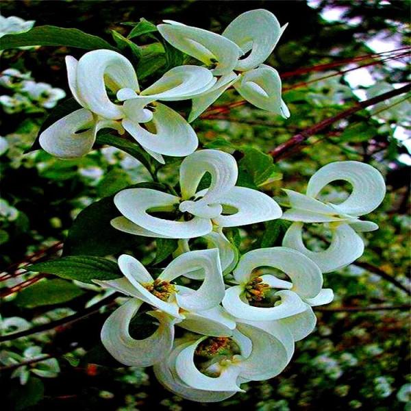 四照花～春有亮葉，夏花如蝶，秋有紅葉紅果，極具觀賞價值