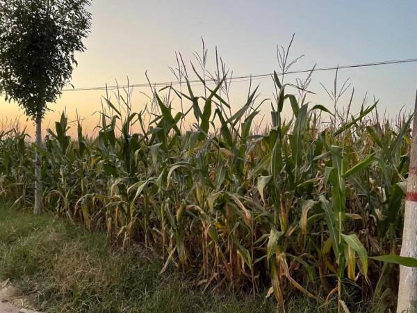 今年極端天氣,玉米受災嚴重,為啥還是豐收年?農戶有疑惑 今年極端天氣,玉米受災嚴重,為啥還是豐收年?農戶有疑惑