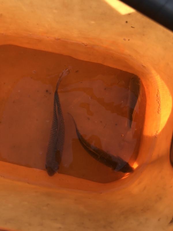 冰封天凍又何妨，漁者之樂有鯽相伴