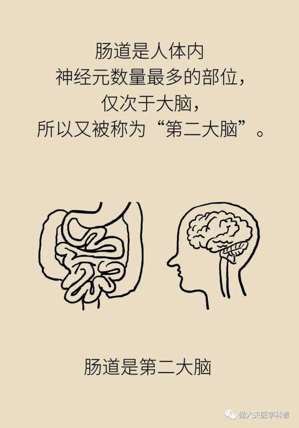 腸子能決定腦子？有趣的“腸-腦軸”瞭解一下