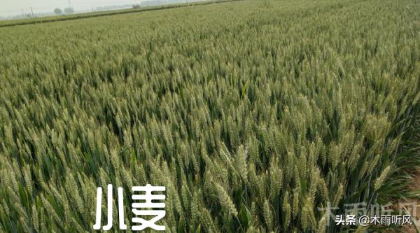 什麼樣的小麥品種才能高產,種植小麥,選種也是關鍵的一步 什麼樣的小麥品種才能高產,種植小麥,選種也是關鍵的一步