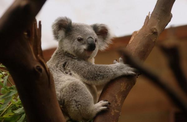 澳洲考拉陷絕種危機!衣原體強襲,染上恐失明、不孕 澳洲考拉陷絕種危機!衣原體強襲,染上恐失明、不孕