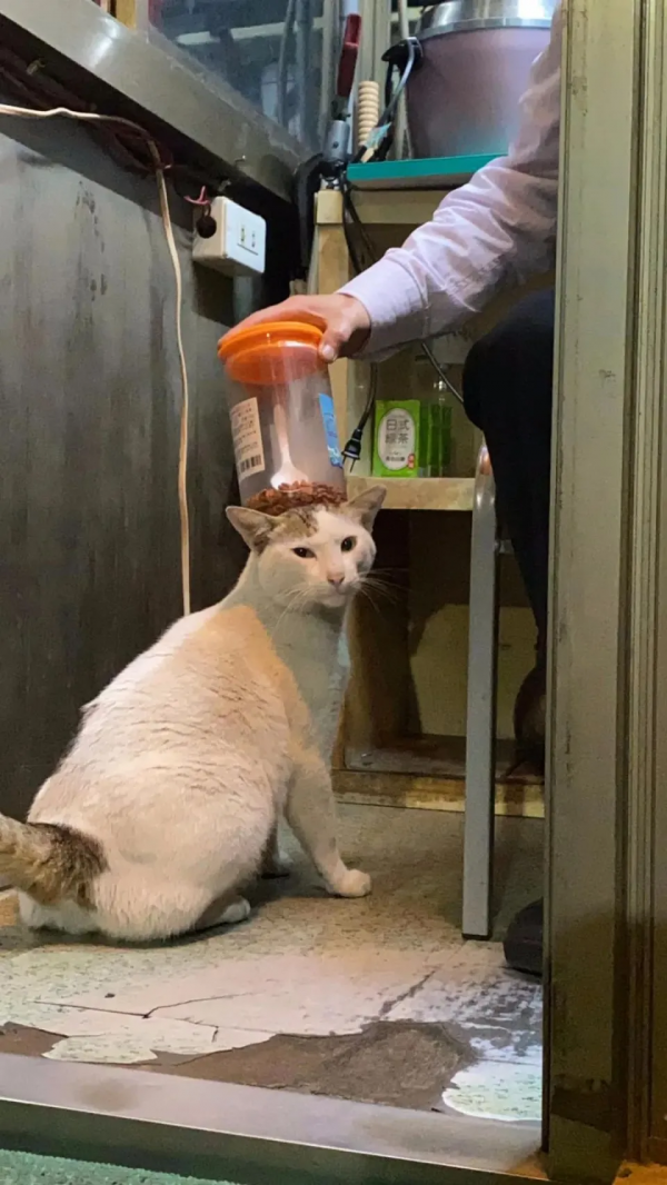 成為社群一霸的流浪貓,被保安大叔收服,還混了個編制 成為社群一霸的流浪貓,被保安大叔收服,還混了個編制