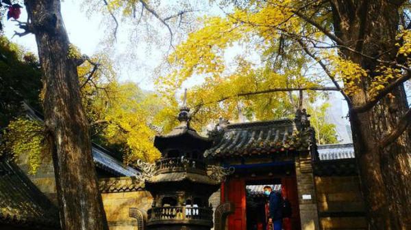 銀杏黃、楓葉紅，五彩嶗山美翻了！太清宮賞葉可持續到12月底