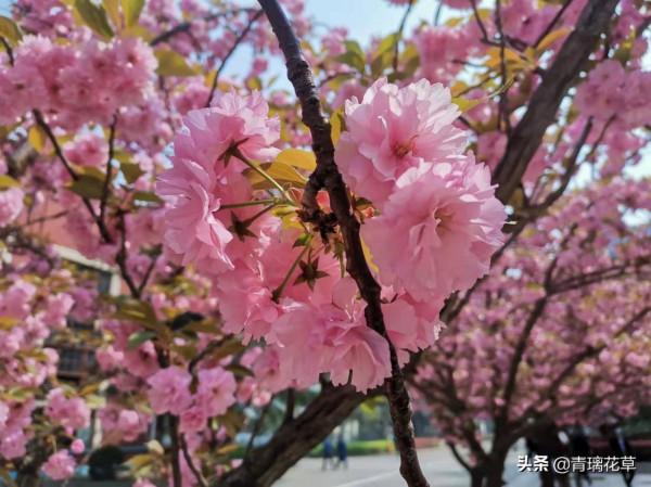 如果有庭院，記得種上這4種“仙樹”，開花時真是迷死人