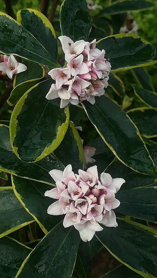 5種冬天開花的“香水花”，過年在家裡擺上一盆，身心舒暢