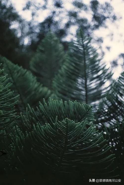 詩詞｜不覺夏已深，連思念都沁了詩意