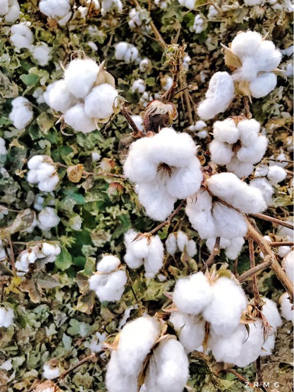 不同年齡段的女人,代表的花各不相同,看看你是哪種 不同年齡段的女人,代表的花各不相同,看看你是哪種