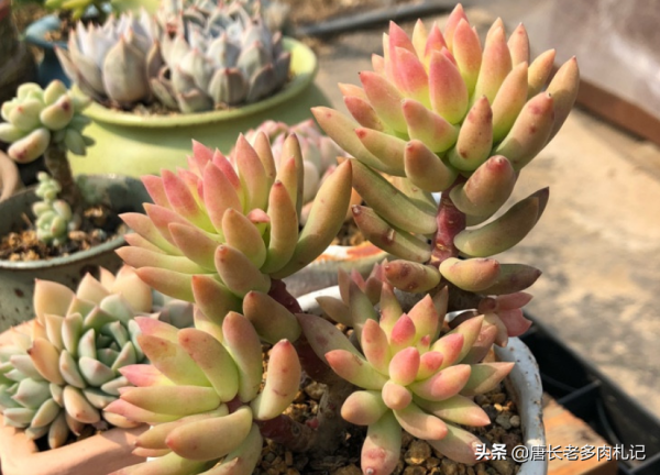 別養千佛手了，來養這6款多肉，雖然葉形相同，但養好後漂亮多了