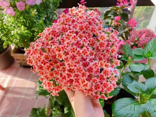 5種“懶人花”適合客廳養，怎麼折騰也不死，越是“賤養”越爆棚