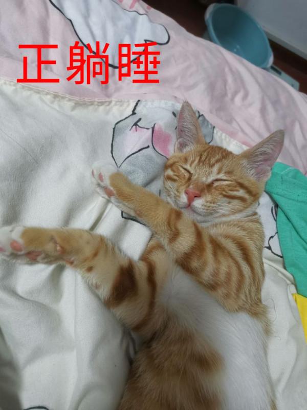 中華田園貓“大橘”，養過的人才知道：大橘為重不只是說說而已