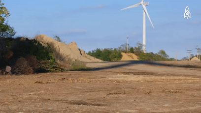 手掌大的飛蛾、比汽車高的鹿，這些東西比你想象的要大很多