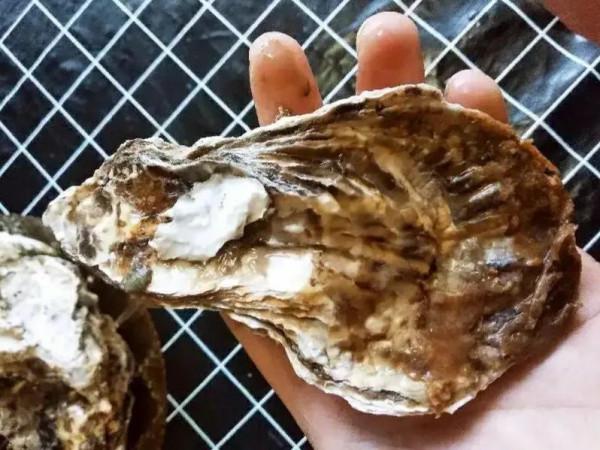 都是牡蠣,海蠣子和生蠔有何區別?弄懂再買不吃虧 都是牡蠣,海蠣子和生蠔有何區別?弄懂再買不吃虧