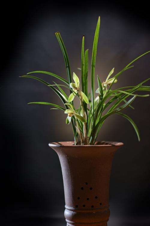 5種&OpenCurlyDoubleQuote;過年花&rdquo;，一個比一個漂亮，但一個比一個難養，別去挑戰它