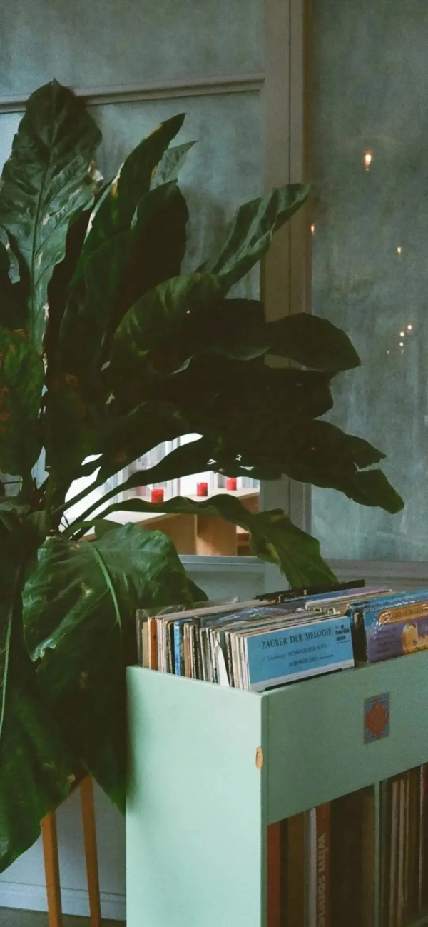 桌布：今天的桌布很好看