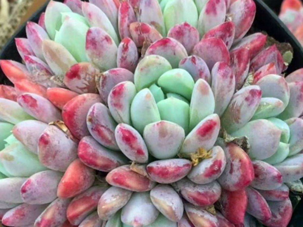 開春後養花，蟲子是真不少，一碗肥皂水就管用，安全無汙染