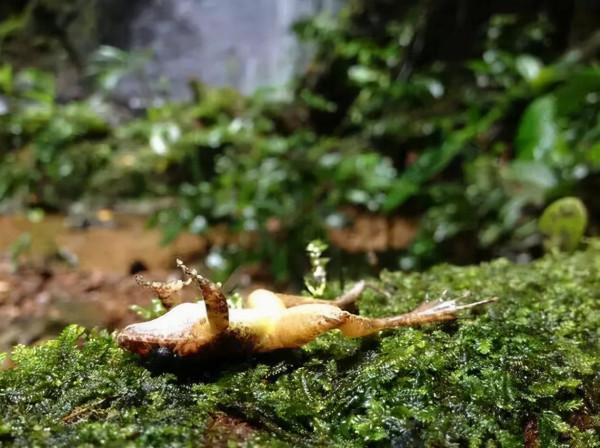 地球正進入第六次大滅絕？科學家給出答案，人類究竟該怎麼辦？