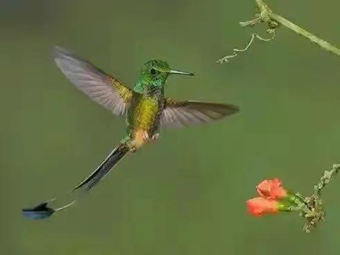 分享圖片&mdash;&mdash;可愛的小小鳥兒