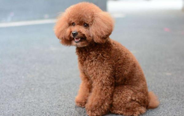 這7種狗是“體臭界”的扛把子，名副其實的“臭狗”