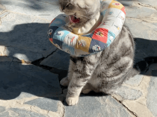 我,馬都督,是不會失寵的 我,馬都督,是不會失寵的