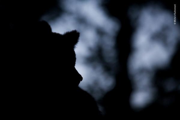 2018年度最佳野生動物攝影作品圖集