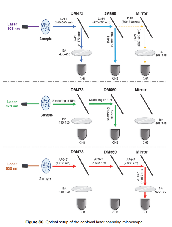 「ACS」細胞器提取技術再上一個新的臺階