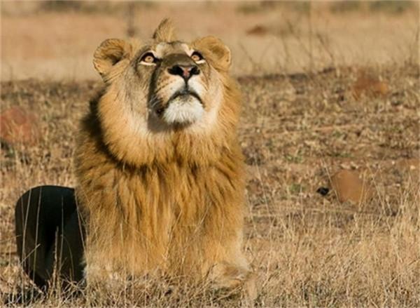 非洲幼獅冥河姐弟，相依為命四處流浪，失去姐姐後變成嗜血魔鬼