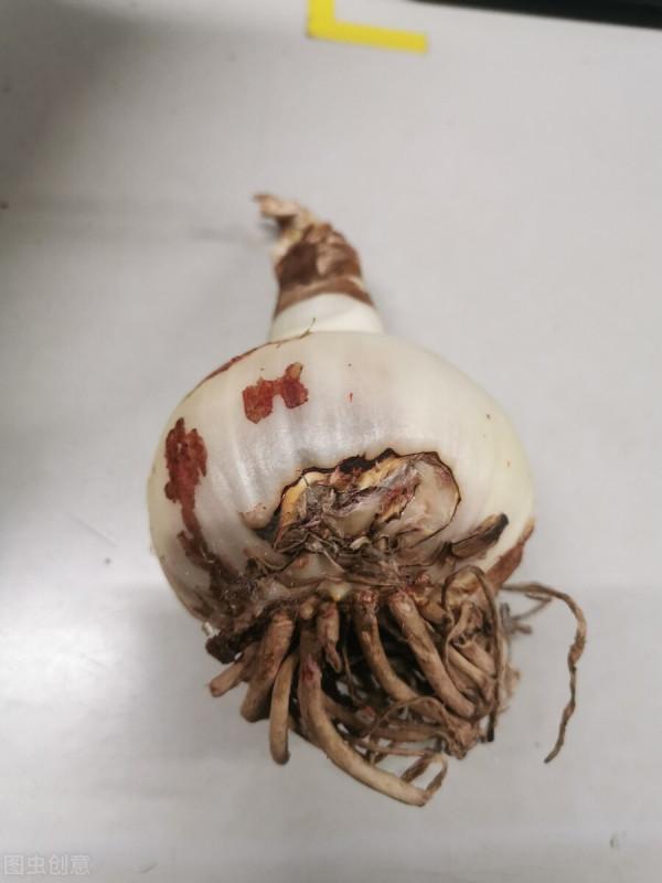 秋天的朱頂紅種球吹氣一樣長，分享養球“捷徑”，長到拳頭大