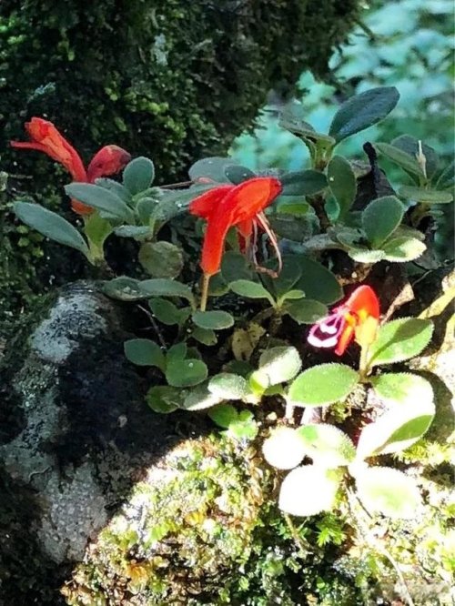 「普洱茶山行」乾貨分享賀開古樹普洱茶蘭香撲面何處來? 「普洱茶山行」乾貨分享賀開古樹普洱茶蘭香撲面何處來?