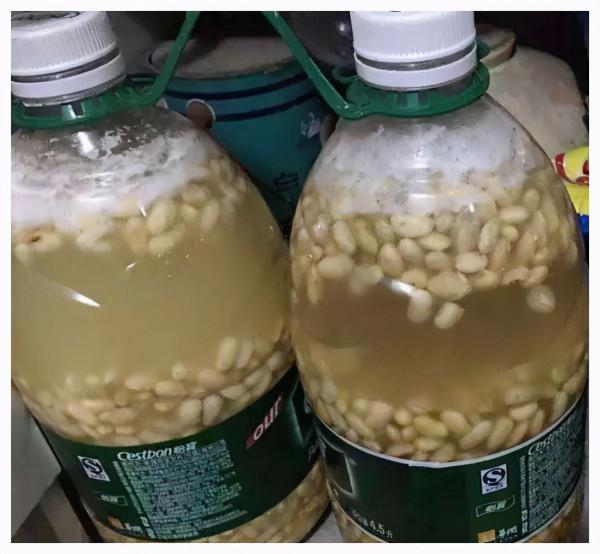 黃豆泡一泡,倒進花盆裡,勁大營養足,養花種菜一級棒 黃豆泡一泡,倒進花盆裡,勁大營養足,養花種菜一級棒