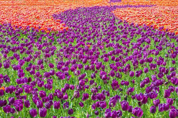 時光眼裡的雲南(全景篇) 時光眼裡的雲南(全景篇)