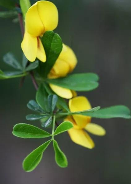 金雀花一一你吃過嗎？