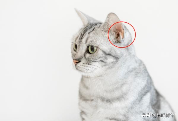 貓放一個屁,全家吃不下飯!真的好臭啊啊啊啊啊 貓放一個屁,全家吃不下飯!真的好臭啊啊啊啊啊