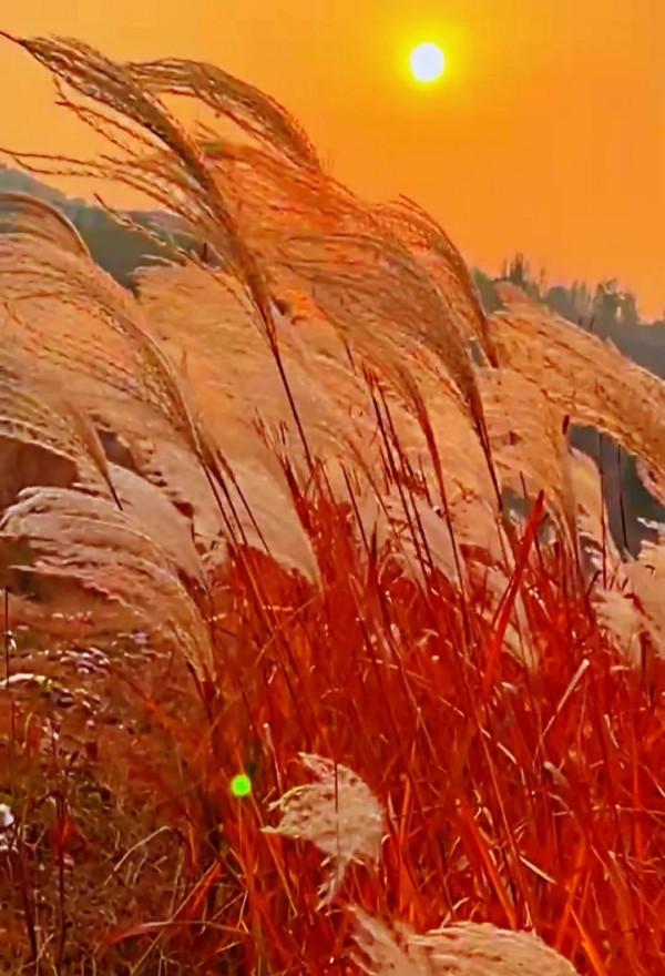 美景:秋季的蘆葦蕩,夕陽西照,獨特的美 美景:秋季的蘆葦蕩,夕陽西照,獨特的美