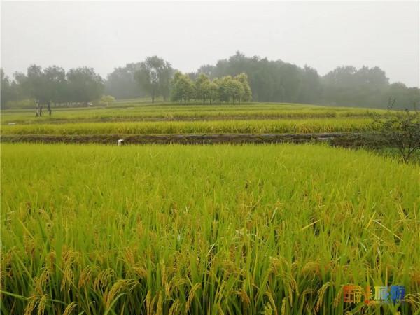 美哭了！不用去雲貴高原，在北京就能欣賞到的超美梯田，還免門票~