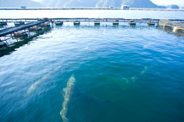 28歲副處長辭職養大魚一隻200公斤，肚子裡藏著20萬元美味，啥樣