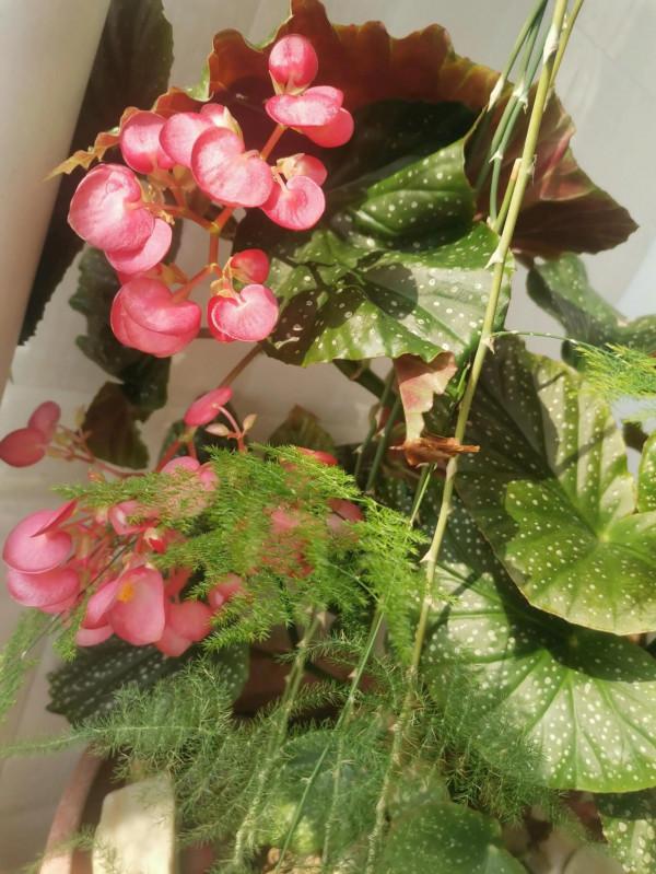 竹節海棠開花了