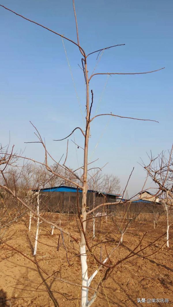 柿子樹修剪過重問題